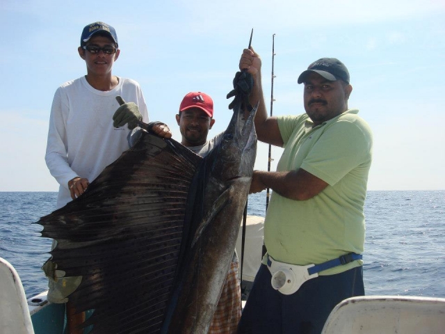  Sailfish 